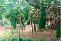 Quảng Nam: Kiếm trăm triệu đồng từ ý tưởng tiếc của "trời cho"