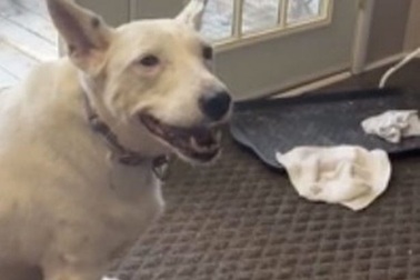 Clip "chú chó khiếm thính nghĩ mình đang sủa" gây thiện cảm với cư dân mạng