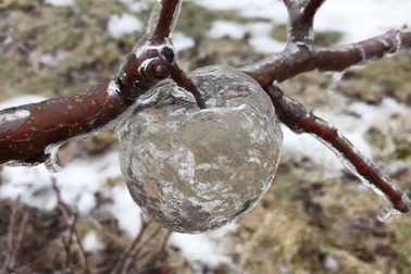 Xuất hiện "quả táo ma" tại vườn cây ở Michigan