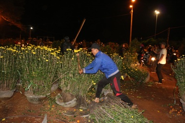 Tiểu thương đập bỏ cúc và quất vì giá quá rẻ