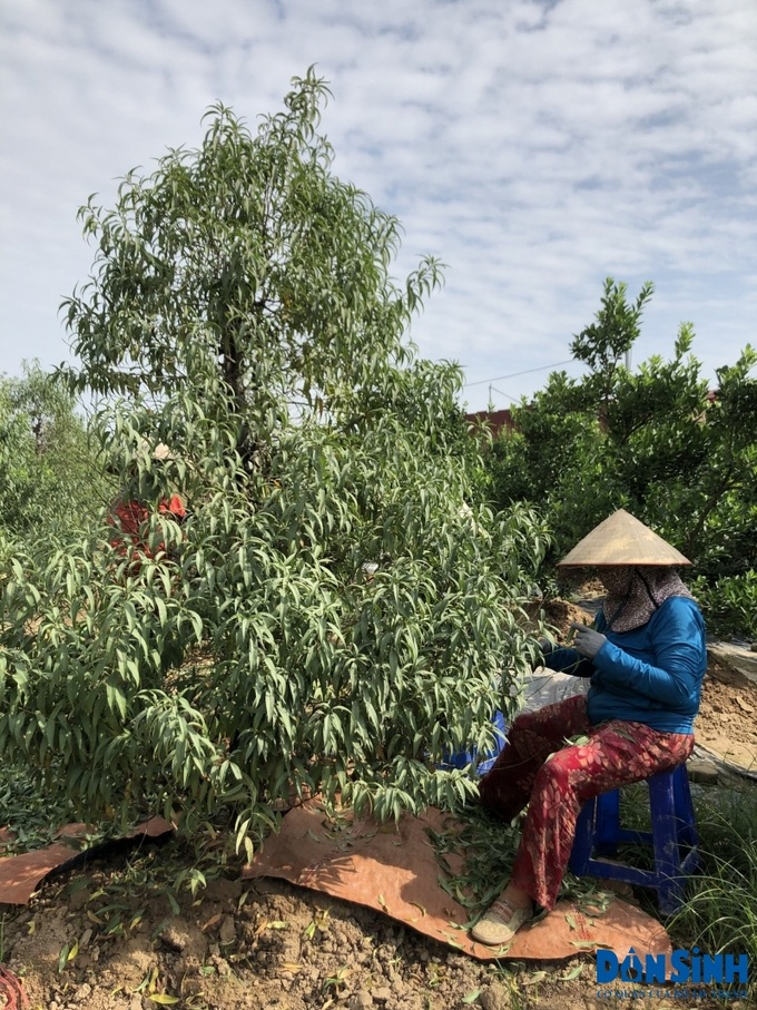 Nhiều người trồng đào cho biết việc tuốt lá mất khá nhiều thời gian, với những cây to phải tuốt mất 2 tiếng mới xong.