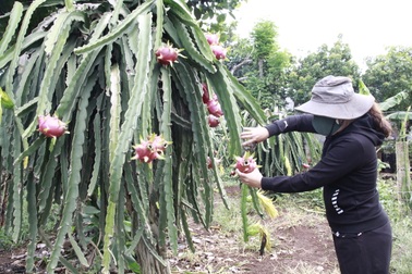Đắk Lắk: Nông dân "khóc ròng" vì giá thanh long chỉ bằng... ly trà đá