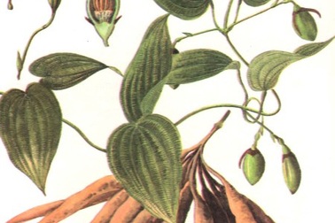 Dây ba mươi - Chữa ho lâu ngày