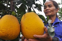 Vườn bưởi vạn quả chín vàng óng giữa Thủ đô "cháy hàng" trước Tết