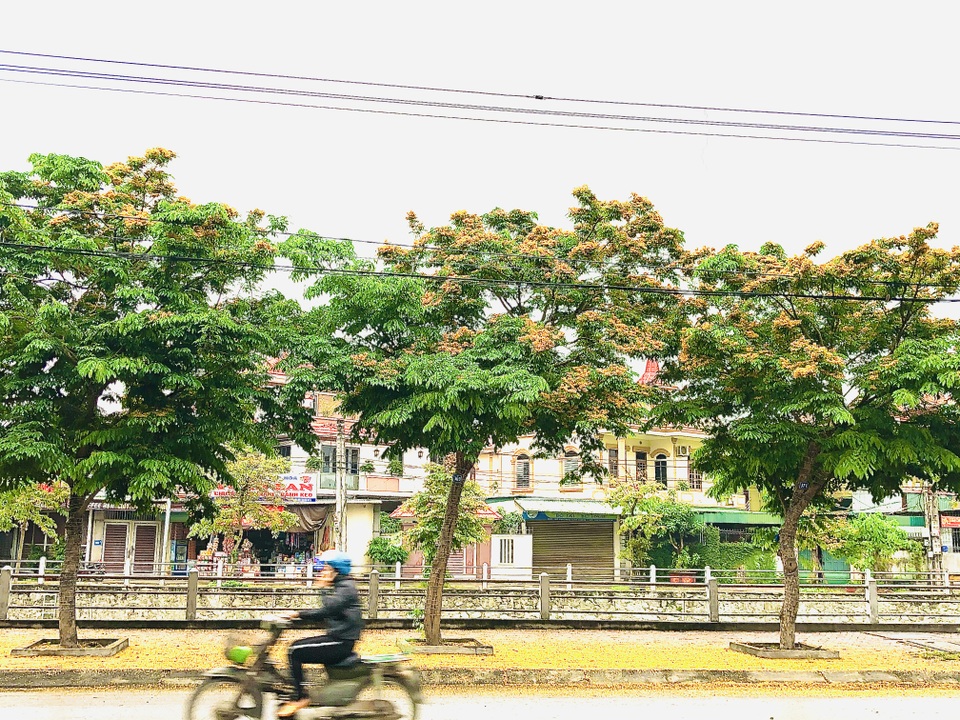 Mùa hoa Giáng Hương rực rỡ thành Vinh - 25 Mùa hoa Giáng Hương rực rỡ thành Vinh - 25