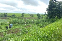 Đi làm ruộng lúc mưa gió, người phụ nữ bị cây đổ đè lên dẫn đến tử vong