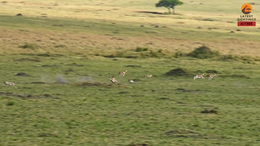 Báo săn cho thấy tốc độ ấn tượng khi săn đuổi linh dương