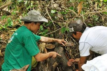 Đồn “nấm lim xanh chữa ung thư” rồi mặc sức thổi giá