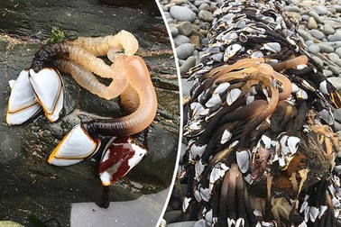 Du khách sợ xanh mắt với búi sinh vật lạ khổng lồ dạt trên bờ biển Anh