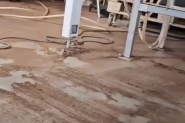 Sức mạnh đáng kinh ngạc của ong đất khi đập cánh