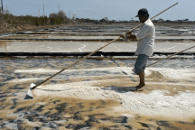 Nghề làm muối: "Đang nắng ngon, lỡ mưa một cái xách giỏ về nhà luôn"