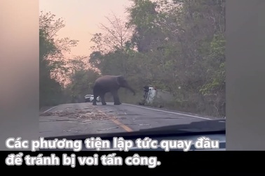 Voi chặn đường, húc lật nghiêng xe tải