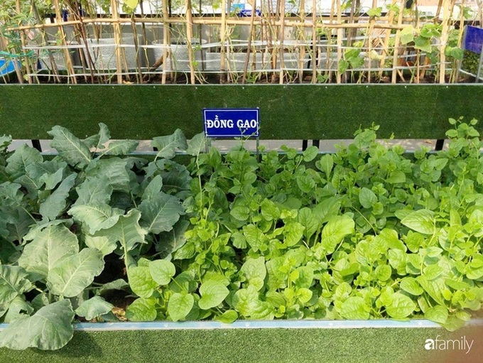 Doanh nhân Sài Gòn trồng cả vườn rau và hoa như trang trại rộng 300m² trên sân thượng cho vợ cùng 4 con được sống gần gũi với thiên nhiên - Ảnh 6. Doanh nhân Sài Gòn trồng cả vườn rau và hoa như trang trại rộng 300m² trên sân thượng cho vợ cùng 4 con được sống gần gũi với thiên nhiên - Ảnh 6.