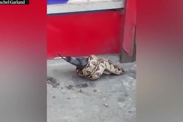 Rắn “xơi tái” chim bồ câu ngay trên đường phố đông người