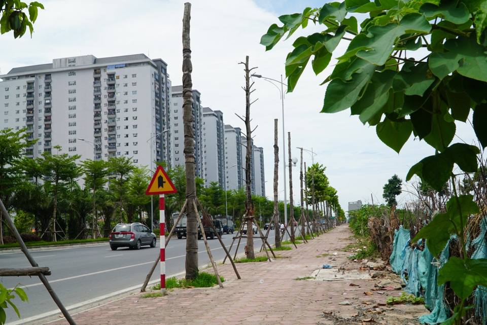 Hàng loạt cây xanh chết khô trên con đường đẹp nhất nhì Hà Nội - 1 Hàng loạt cây xanh chết khô trên con đường đẹp nhất nhì Hà Nội - 1