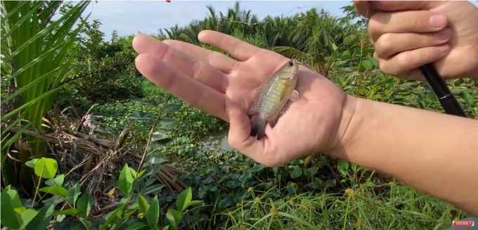 Chàng Tây Dustin vớt loài cây &quot;ghét nhất&quot; trên sông về nhúng lẩu và cái kết! - Ảnh 4.