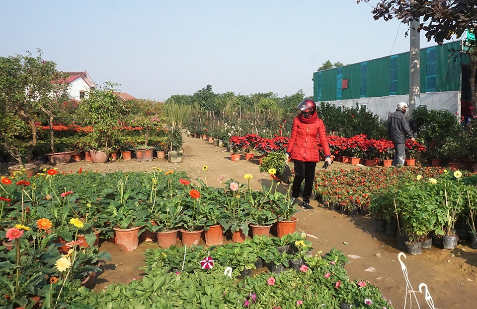 Hoa Tết giá mềm, người dân tranh thủ đi chọn sớm - 11 Hoa Tết giá mềm, người dân tranh thủ đi chọn sớm - 11