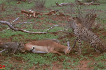 Linh dương nhanh trí giả chết, thoát nạn trong tình huống kịch tính