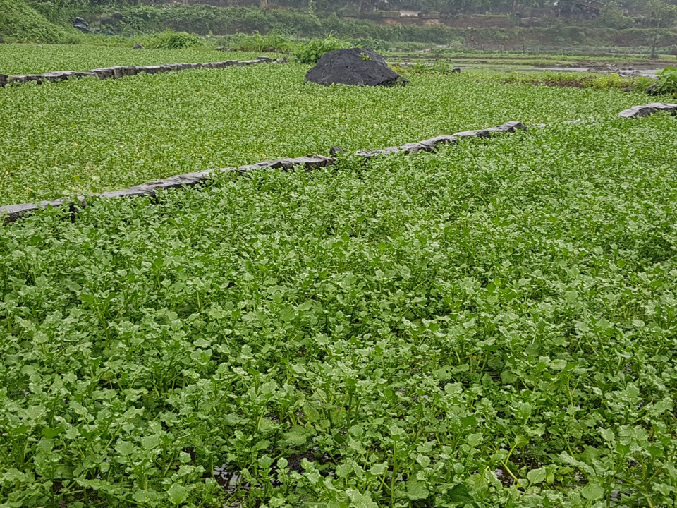 Người dân trồng rau đặc sản vùng giếng cổ lo thất thu vụ rau Tết - 4 Người dân trồng rau đặc sản vùng giếng cổ lo thất thu vụ rau Tết - 4