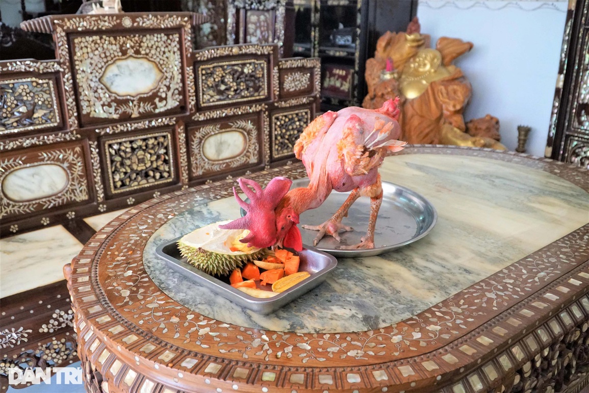 Chú gà không lông, da trắng hồng, ngủ mùng có sở thích sang chảnh ở Cần Thơ - 2 Chú gà không lông, da trắng hồng, ngủ mùng có sở thích sang chảnh ở Cần Thơ - 2