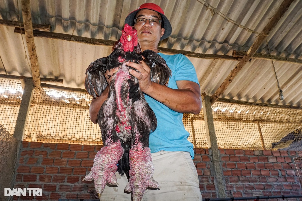 Nuôi gà chân khủng ở Đà Nẵng, bán tiền triệu mỗi con - 1 Nuôi gà chân khủng ở Đà Nẵng, bán tiền triệu mỗi con - 1