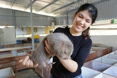 Mô hình nuôi dúi thoát nghèo ở miền Tây xứ Thanh