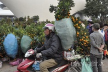 Quảng Ninh: Chở thuê đào, quất Tết, "hái" ngon ơ tiền triệu/ngày