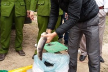 Bắt giữ hơn 6 tấn cá Trung Quốc "tuồn" lậu vào Hà Nội 