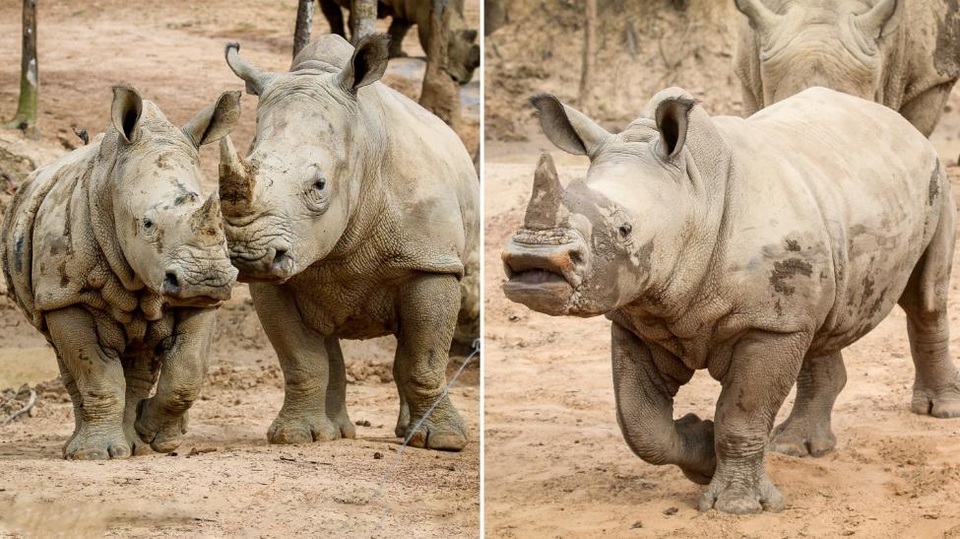 Những thú non bán hoang dã sinh ở Vinpearl Safari ngày ấy và bây giờ - 2 Những thú non bán hoang dã sinh ở Vinpearl Safari ngày ấy và bây giờ - 2