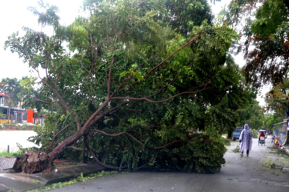Tàu chìm, nhà sập, trường học tốc mái, cây xanh ngã đổ trong bão số 13 - 24 Tàu chìm, nhà sập, trường học tốc mái, cây xanh ngã đổ trong bão số 13 - 24