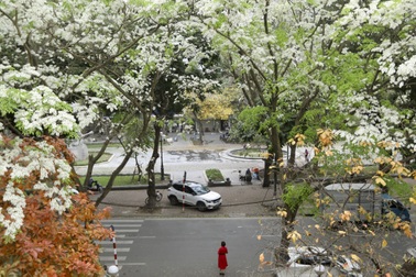 Hoa sưa nở trắng nhiều tuyến phố Hà Nội