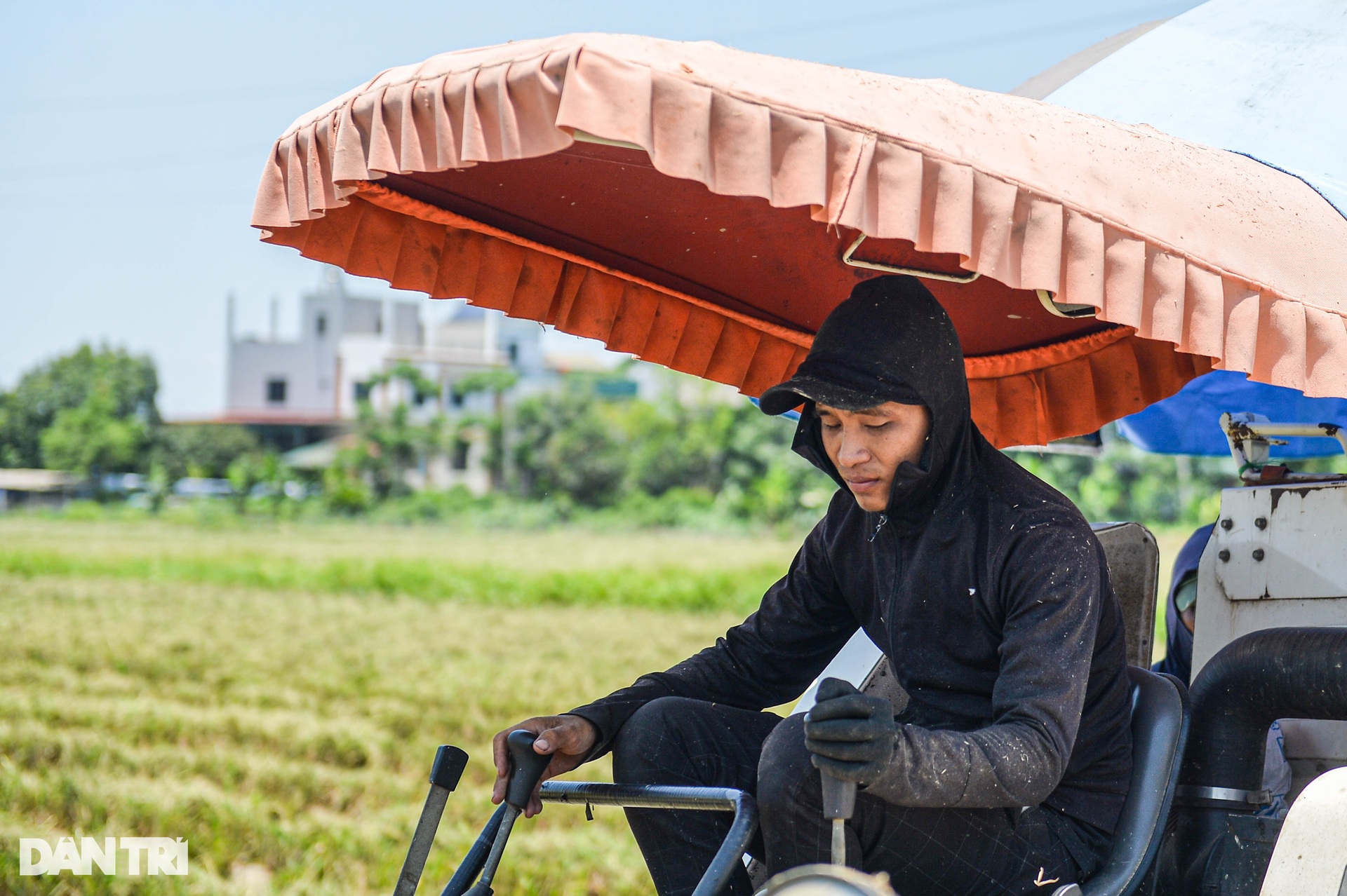 Hà Nội: Đội nắng gặt lúa thông trưa, chủ máy đút túi 5 triệu mỗi ngày - 6 Hà Nội: Đội nắng gặt lúa thông trưa, chủ máy đút túi 5 triệu mỗi ngày - 6