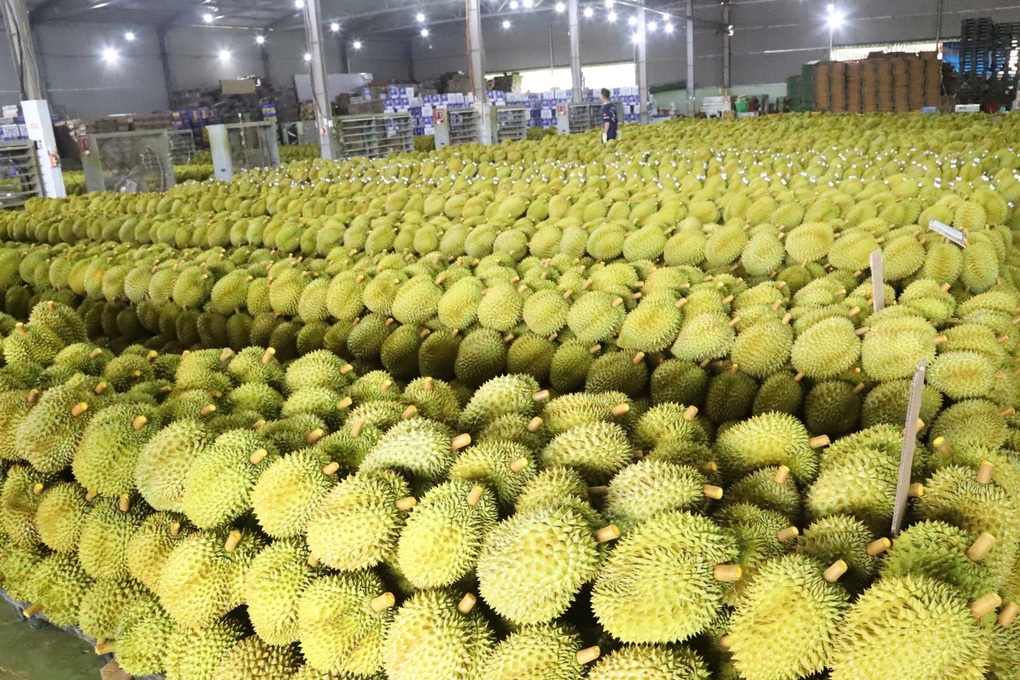 Trung Quốc siết mạnh, giá sầu riêng giảm - 1 Trung Quốc siết mạnh, giá sầu riêng giảm - 1