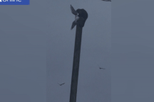 Kinh hoàng cảnh tượng "khỉ điên" đập chết chim dã man rồi ăn xác