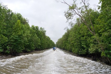 Mở tuyến tham quan xuyên rừng Vườn Quốc gia Mũi Cà Mau