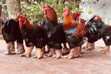 Trả 20 triệu đồng vẫn không mua nổi cặp chân gà Đông Tảo ăn Tết