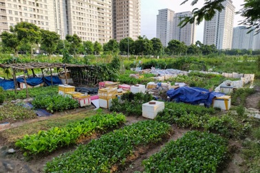 Nở rộ phong trào khai hoang cuốc đất trồng rau sạch quanh chung cư ở Hà Nội