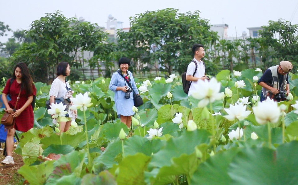 Du khách ngỡ ngàng trước vẻ đẹp của đầm sen trắng độc nhất ở Hà Nội - 6 Du khách ngỡ ngàng trước vẻ đẹp của đầm sen trắng độc nhất ở Hà Nội - 6