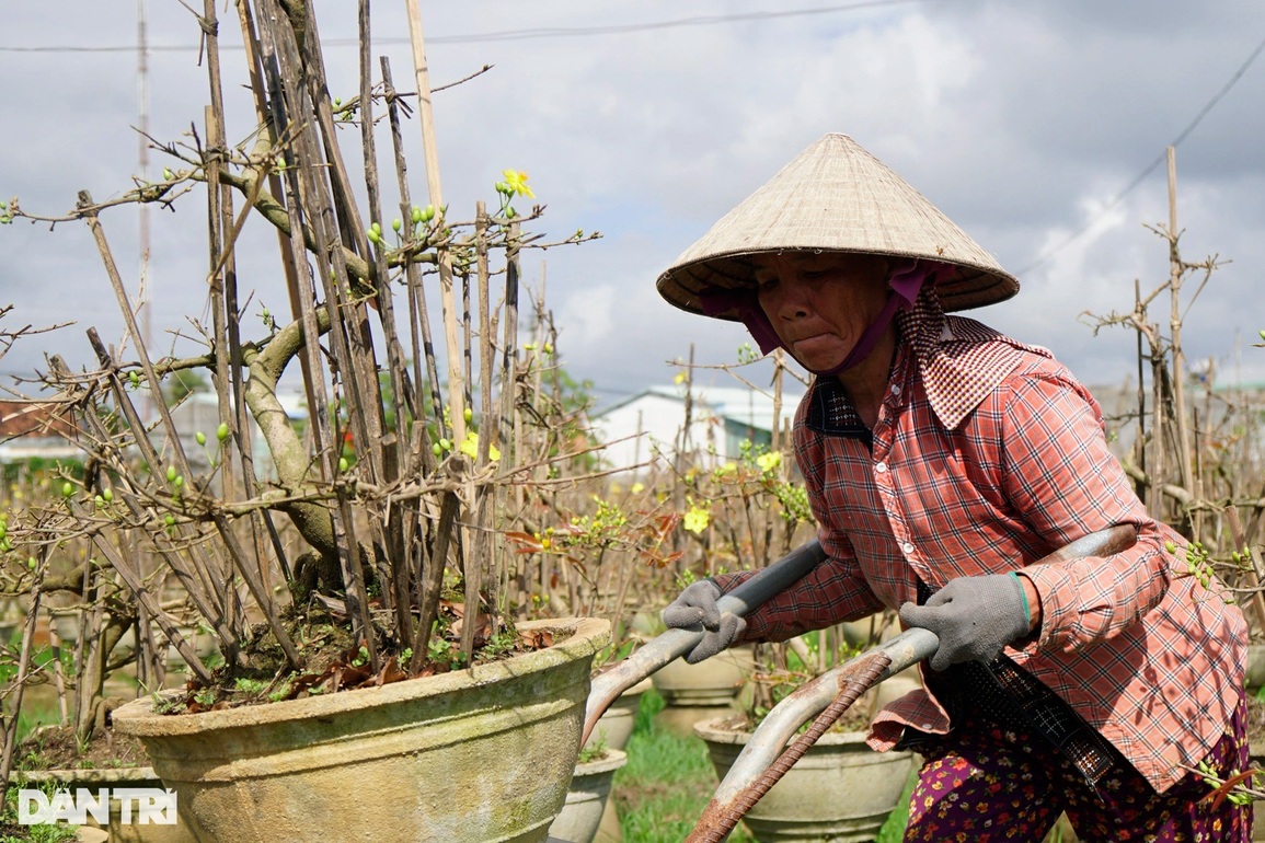 Nín thở, bặm môi khiêng chậu, chị em làng mai kiếm tiền triệu tiêu Tết - 2 Nín thở, bặm môi khiêng chậu, chị em làng mai kiếm tiền triệu tiêu Tết - 2