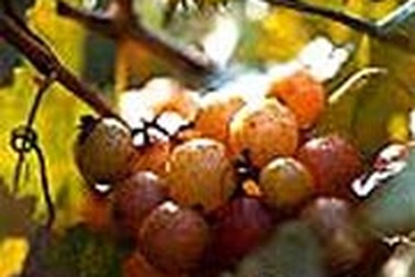 Ăn nho khô để chống bệnh răng miệng