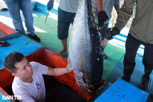 Quần biển xuyên Tết trúng mẻ cá ngừ đại dương, ngư dân lãi trăm triệu đồng