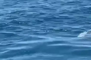 Cá mập voi xuất hiện ở vùng biển Bình Định