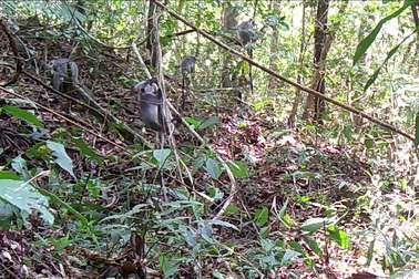 Bẫy ảnh ghi lại cảnh đàn voọc bạc xuất hiện trở lại sau 5 năm vắng bóng