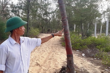 Bất ngờ tạm dừng dự án điện gió tại Bình Định vì để 140ha rừng dương bị xóa sổ!