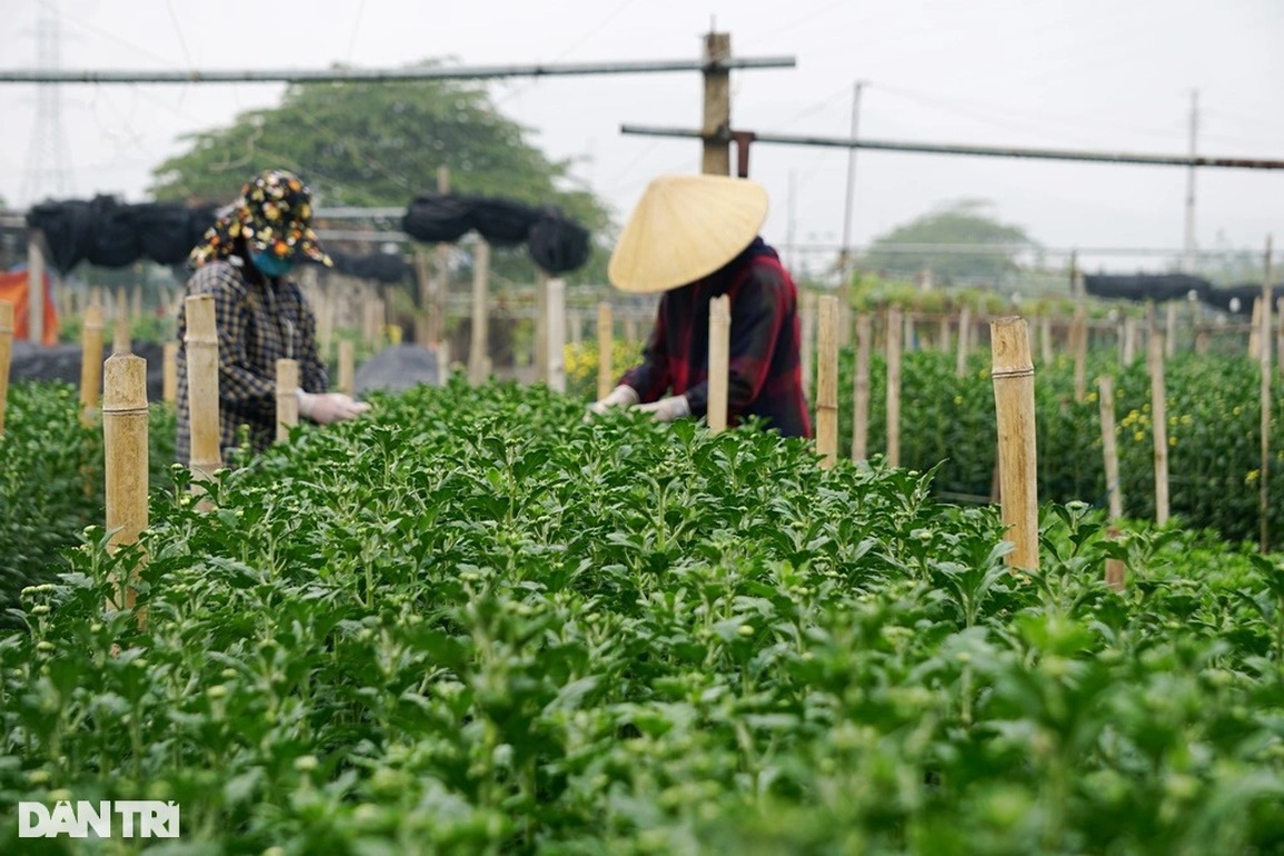 Đầu vụ đánh liều xuống giống, cuối năm thấp thỏm lo âu - 2 Đầu vụ đánh liều xuống giống, cuối năm thấp thỏm lo âu - 2