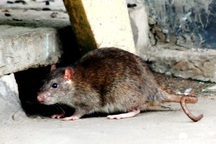 Chuột “đại náo” khu dân cư