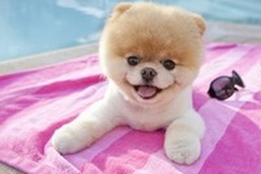 Gặp chú chó đáng yêu, “ngôi sao” trên Internet