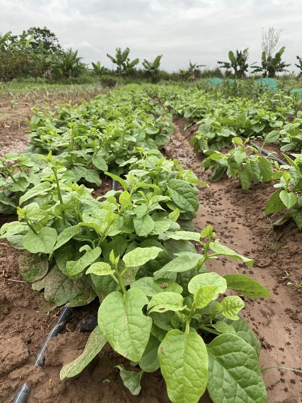 Vợ chồng tiến sỹ về quê làm nông dân, bán 5 tấn nông sản/tháng - 13