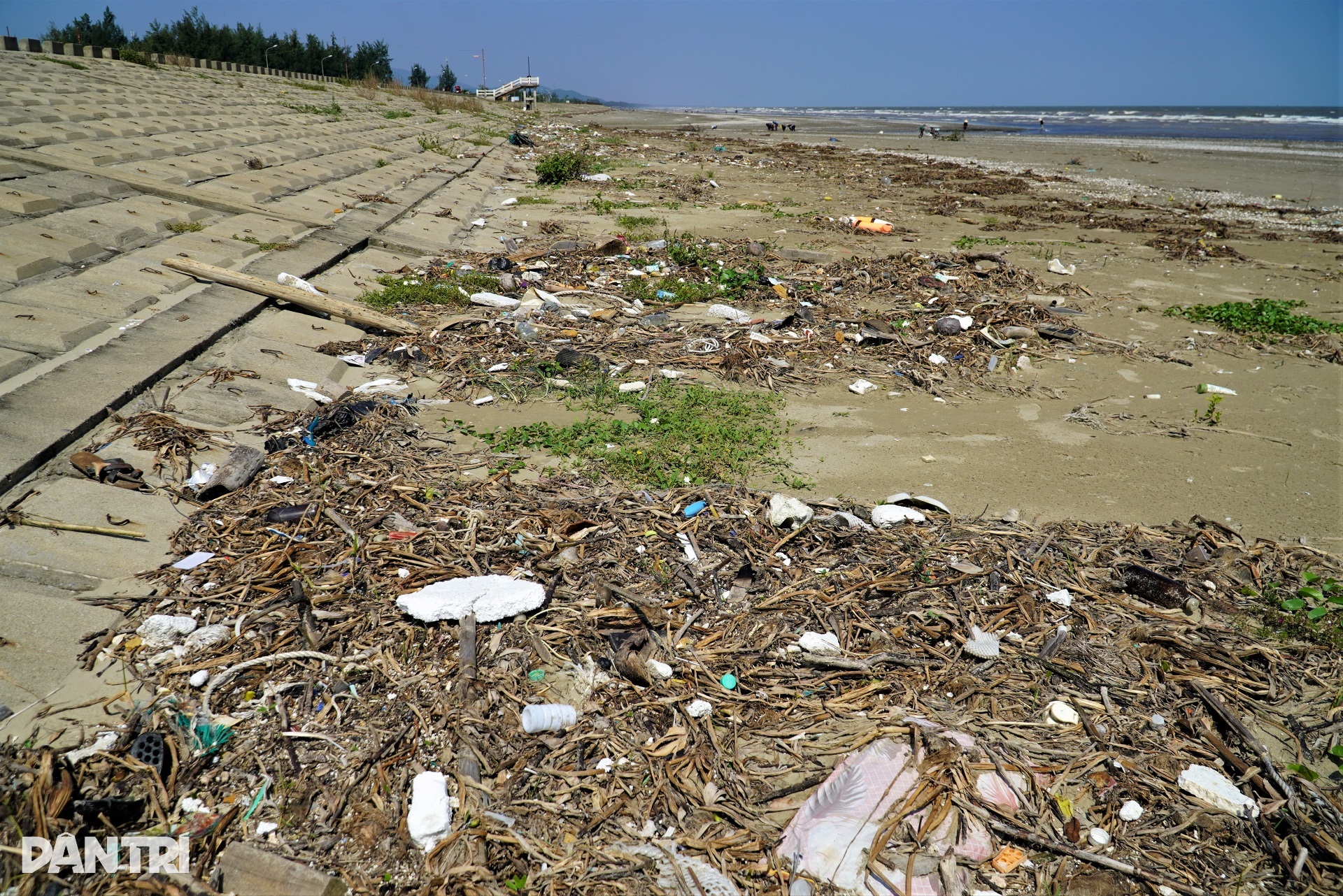 Bãi biển đẹp bị rác bủa vây, thành nơi chăn thả bò sau mùa du lịch - 9