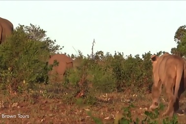 Sư tử ẩn nấp, mai phục để tấn công tê giác con